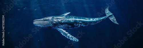 Aerial shot of a sperm whale diving, intricate swirl patterns of ocean currents visible from abov