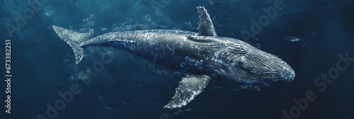 Aerial shot of a sperm whale diving, intricate swirl patterns of ocean currents visible from abov