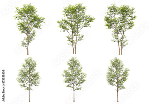 Many kinds of low-leaved trees on transparent background