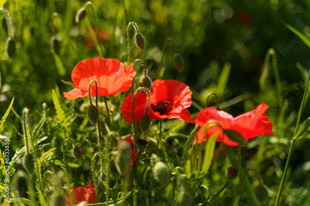 Obraz premium Three poppy flowers in the rays of the setting sun.