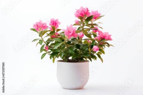 Plant with pink flowers in a white pot on a white background photo