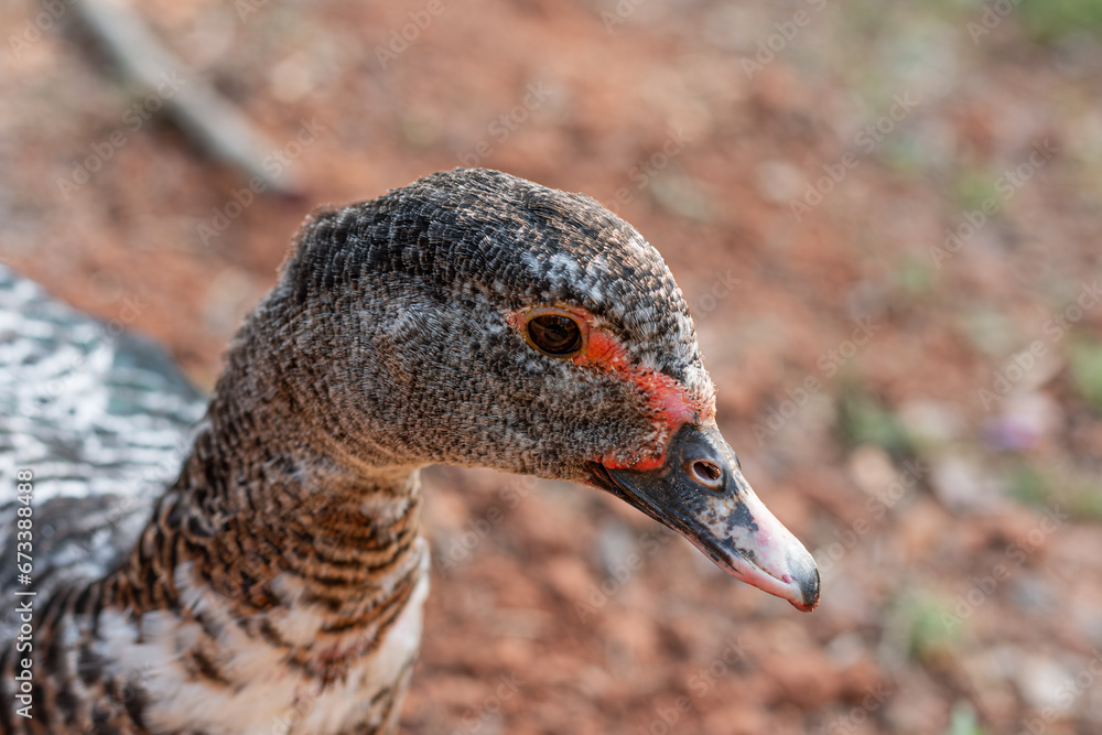 Close-up photograph of a duck's head. Close-up photograph of a duck's head.