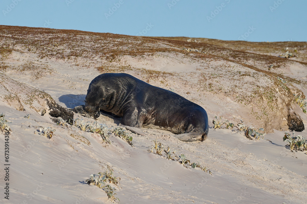 Naklejka premium Large male Southern Sea Lion (Otaria flavescens) hunting and catching a Magellanic penguin (Spheniscus magellanicus) on the coast of Falkland Islands.
