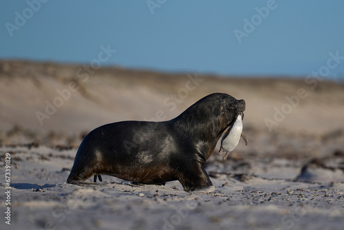 Large male Southern Sea Lion (Otaria flavescens) carrying a freshly caught Magellanic penguin (Spheniscus magellanicus) in its mouth, returning to the sea on the coast of Falkland Islands.