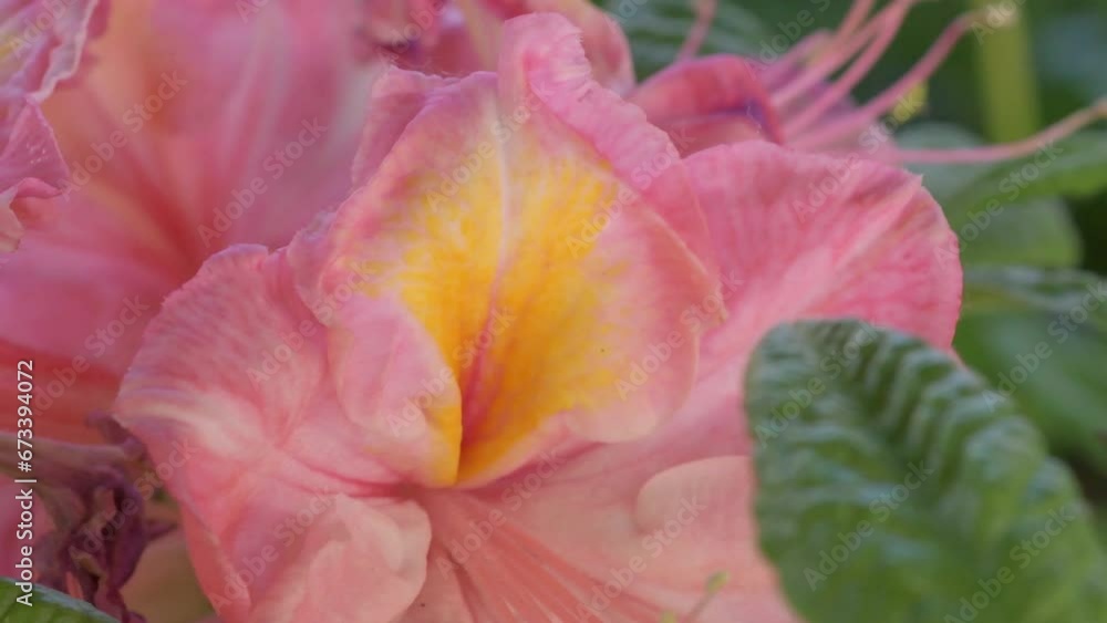 splendid pink-peach azalea blossom with leaves. extreme macro shot splendid pink-peach azalea blossom with leaves. extreme macro shot