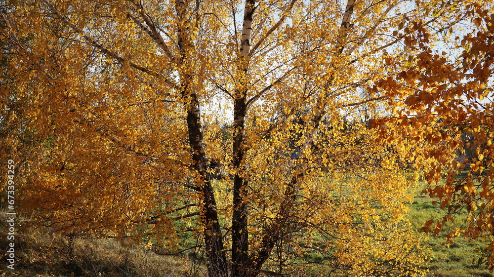 willow tree in the autumn season with foliage changing color, changing the color of willow foliage in autumn