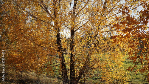 willow tree in the autumn season with foliage changing color, changing the color of willow foliage in autumn