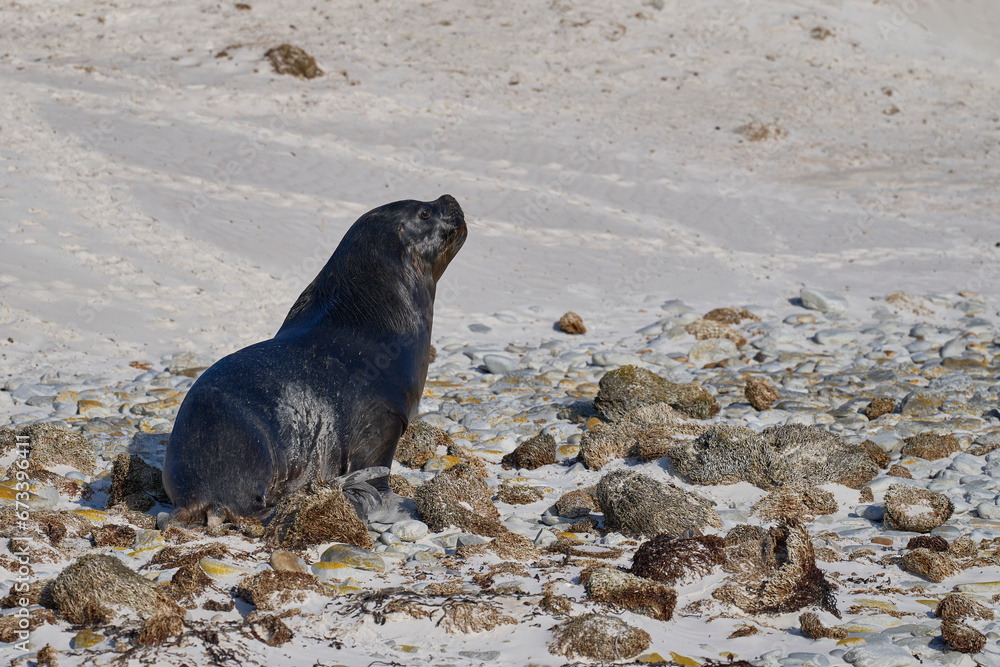 Fototapeta premium Large male Southern Sea Lion (Otaria flavescens) hunting penguins on the coast of Falkland Islands.
