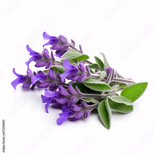 Isolated clary sage herb on white background.