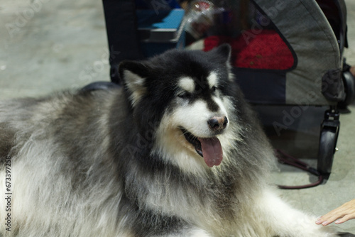 cute Siberian Husky  dog with dog leash on the floor in the pet expo with people foots photo