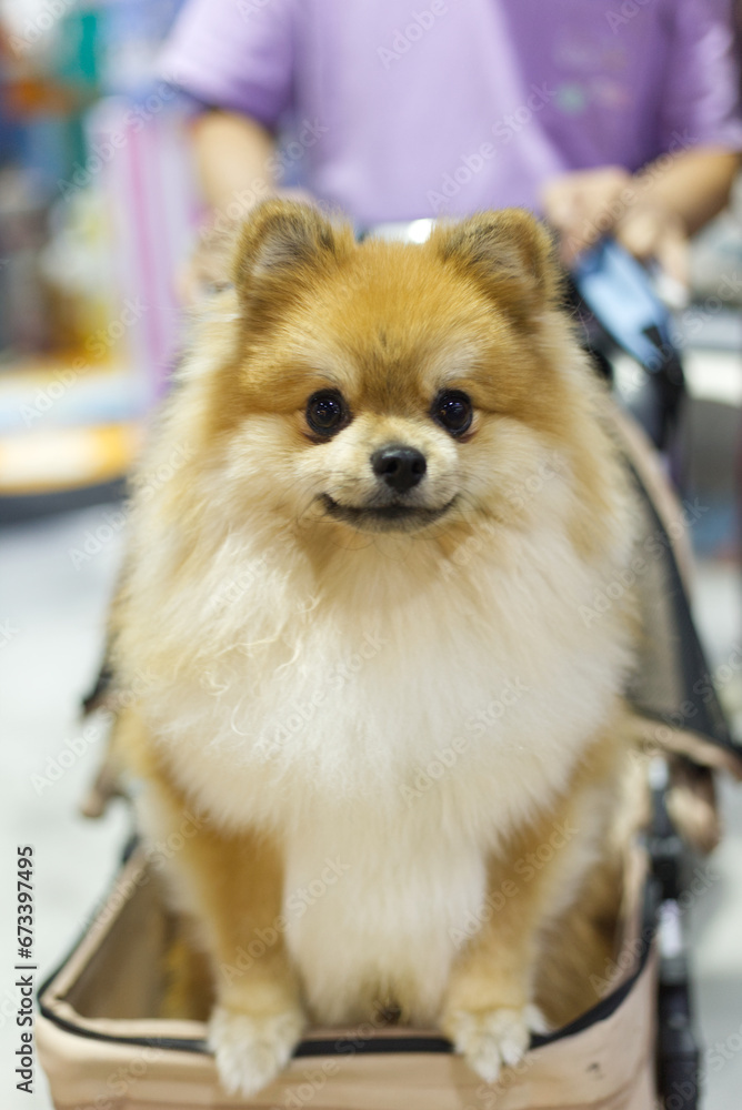 close up lovely white brown Pomeranian dog looking up with cute face in the dog cart in pet expo hall close up lovely white brown Pomeranian dog looking up with cute face in the dog cart in pet expo hall