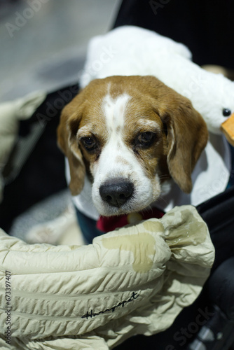 close up lovely beagle puppy looking up with cute face in the dog cart in pet expo hall photo