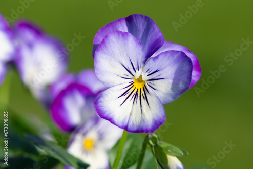 Close up of rocky Purple Picotee viola flowers in bloom © tom