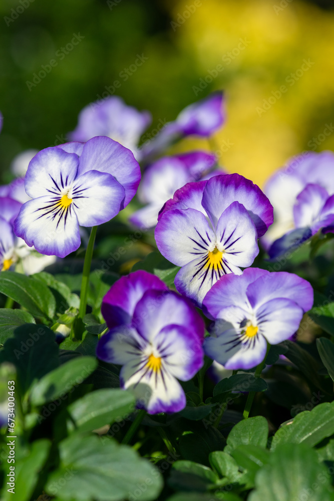 Rocky Purple Picotee viola flowers in bloom Rocky Purple Picotee viola flowers in bloom