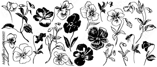Hand drawn viola, pansy sketch. Outline black ink floral illustrations. Scribble flowers set. Bold artistic monochrome design.