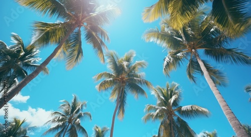 a view of trees from below to a blue sky palm trees