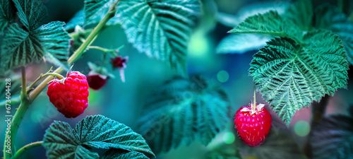 Fresh ripe raspberries in the summer garden. Wide format. photo