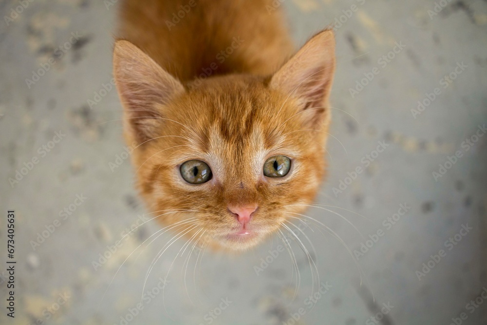 Cute small kitten with dangerously beautiful green eyes and orange fuzzy hair.