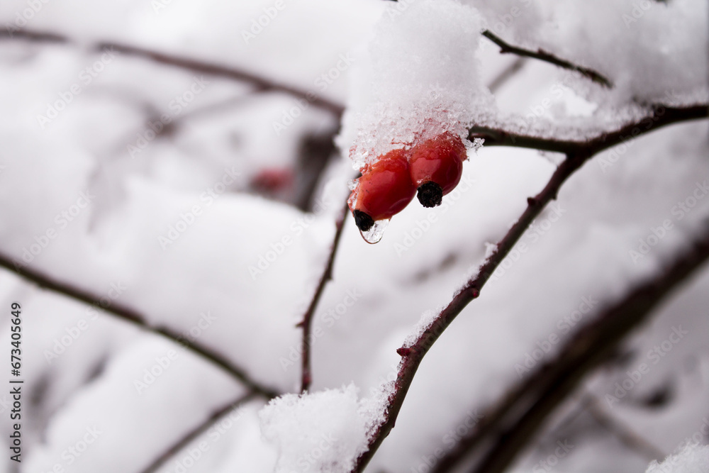 Closeup of rose hip with water drop showing under the snow. Closeup of rose hip with water drop showing under the snow.