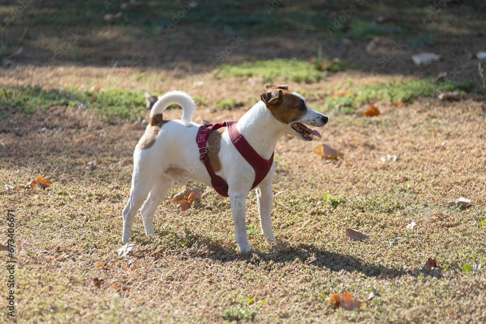 Portrait of a Jack Russell Terrier outdoors. Happy Jack Russell dog playing in the park. Cute agile active dog walking on green grass in the park on a summer day Portrait of a Jack Russell Terrier outdoors. Happy Jack Russell dog playing in the park. Cute agile active dog walking on green grass in the park on a summer day