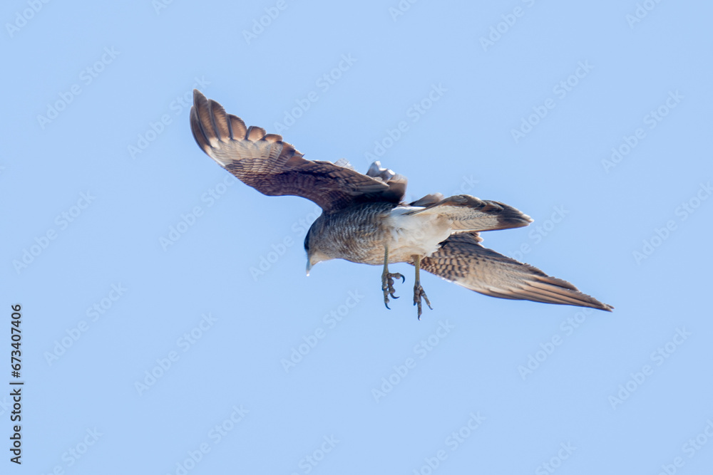 Fototapeta premium osprey in flight