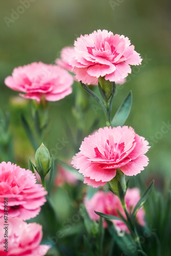 Carnation Shabo Dianthus caryophyllus var. schabaud. Natural flower background. Selective focus  vertical photo