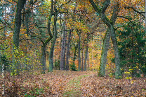 Piękna polska złota jesień w parku narodowym. Ścieżka w jesiennym polskim lesie © af-mar