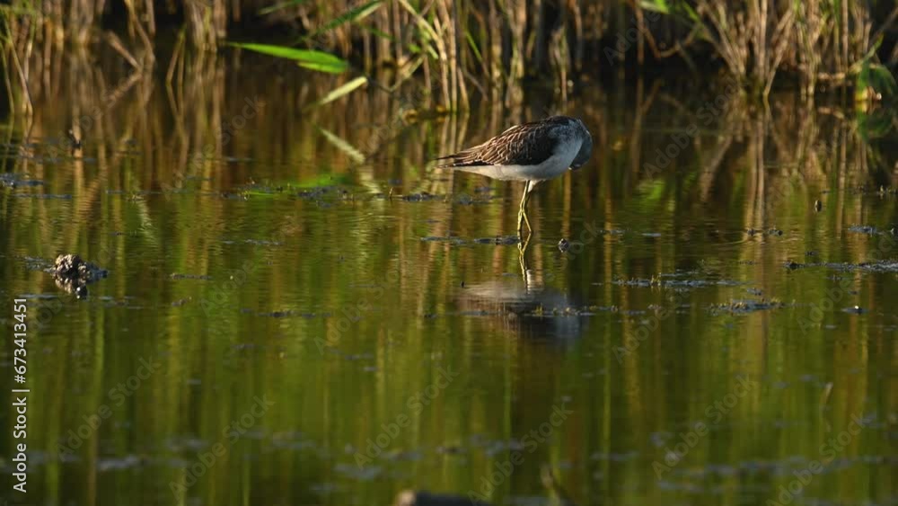 Common greenshank Tringa nebularia in the wild. Slow motion. Common greenshank Tringa nebularia in the wild. Slow motion.