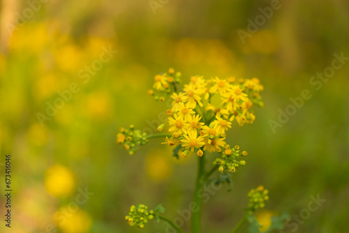 field of flowers (landscape orientation)