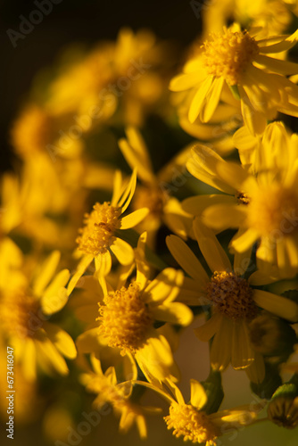 yellow flowers in the garden