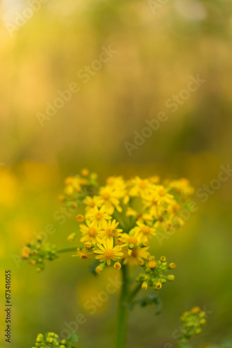 field of flowers