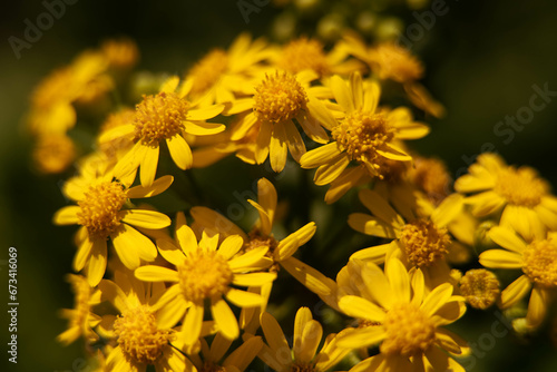 yellow flowers