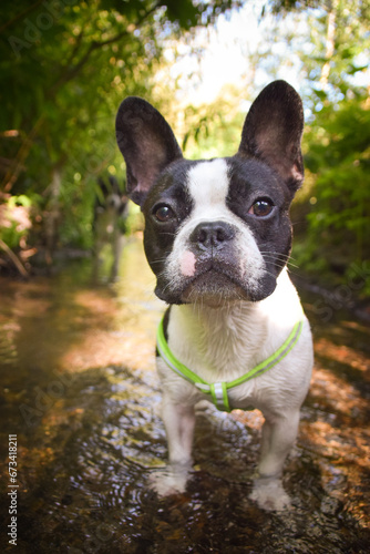 Summer portrait of French buldog in water. He is so cute in the nature. He has so lovely face