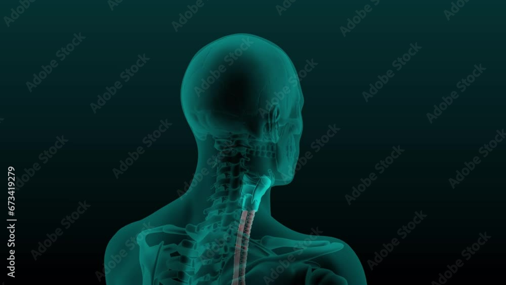 X-ray scan of the human head and neck with the trachea visible. 3d render animation of rotation. X-ray scan of the human head and neck with the trachea visible. 3d render animation of rotation.