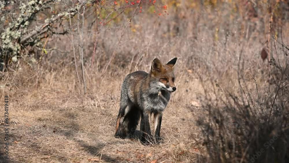 Red fox Vulpes vulpes. Red fox on a beautiful background in the wild. Close up. Red fox Vulpes vulpes. Red fox on a beautiful background in the wild. Close up.