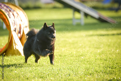 Dog is running in agility tunel. Amazing evening, Hurdle having private agility training for a sports competition