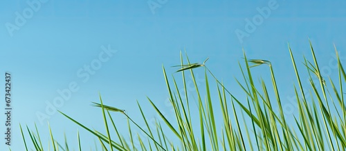 Wallpaper depicting a green reed set against a backdrop of a blue sky © 2rogan