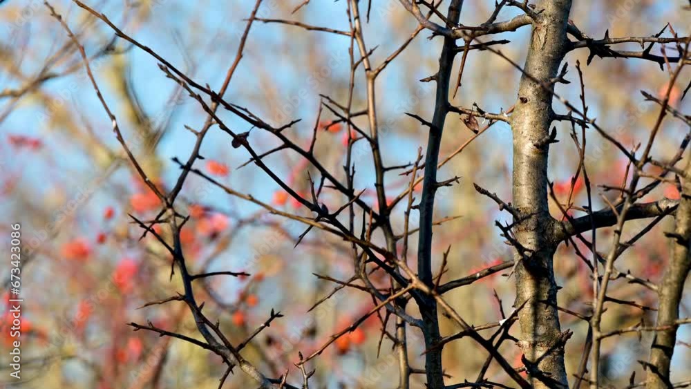 Eurasian jay Garrulus glandarius. A bird is sitting on a branch of a beautiful background. Eurasian jay Garrulus glandarius. A bird is sitting on a branch of a beautiful background.