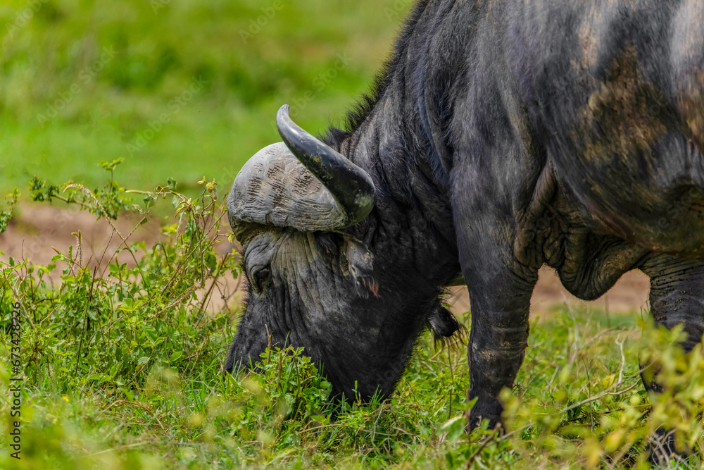African National Park: Cape Buffalo portrait African National Park: Cape Buffalo portrait