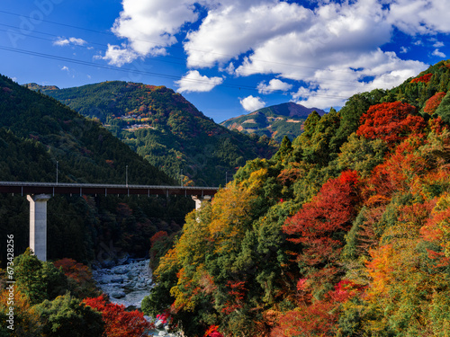 Beautiful landscape of red maple leaves in a forest in autumn or fall, Iya Valley in Tokushima Prefecture in Japan, High resolution over 50MP photo