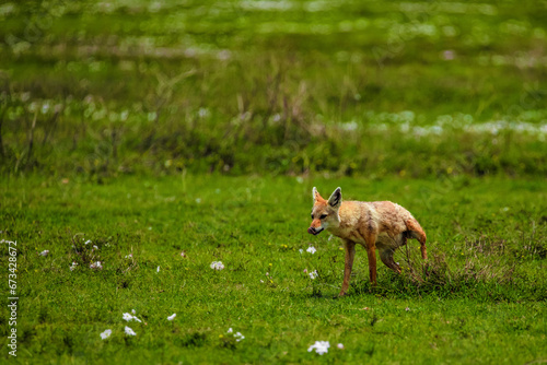 Portrait of a golden jackal gold wolf in a natural environment
