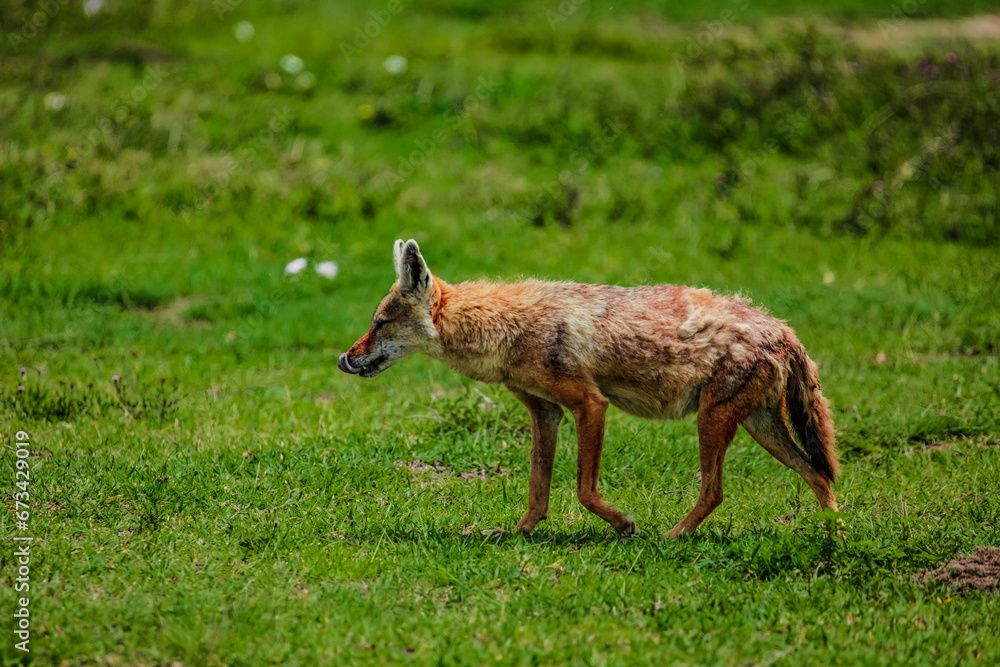 Fototapeta premium Portrait of a golden jackal/gold wolf in a natural environment