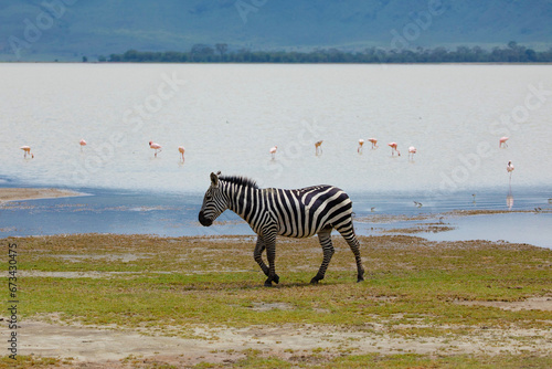 Zebras and wildebeests walking beside lake Ngorongoro,