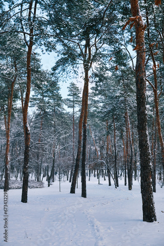 Pine trees covered with snow on frosty evening. © Ryzhkov Oleksandr