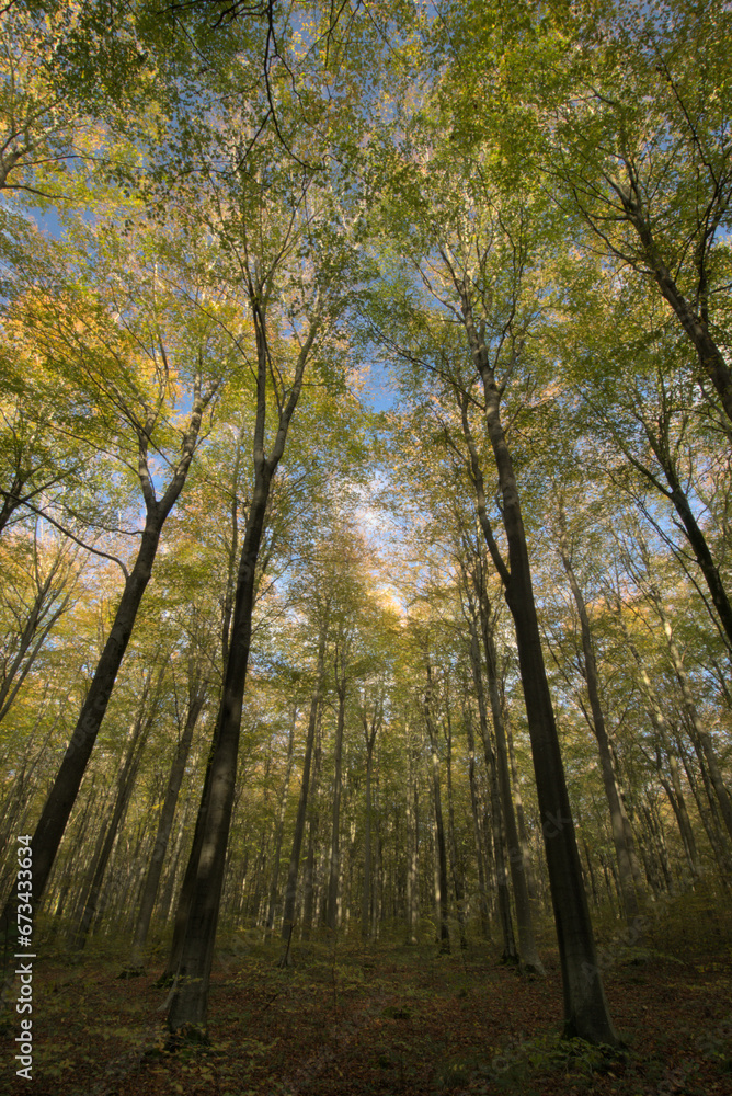 Broadleaved beech woodland in autumn 