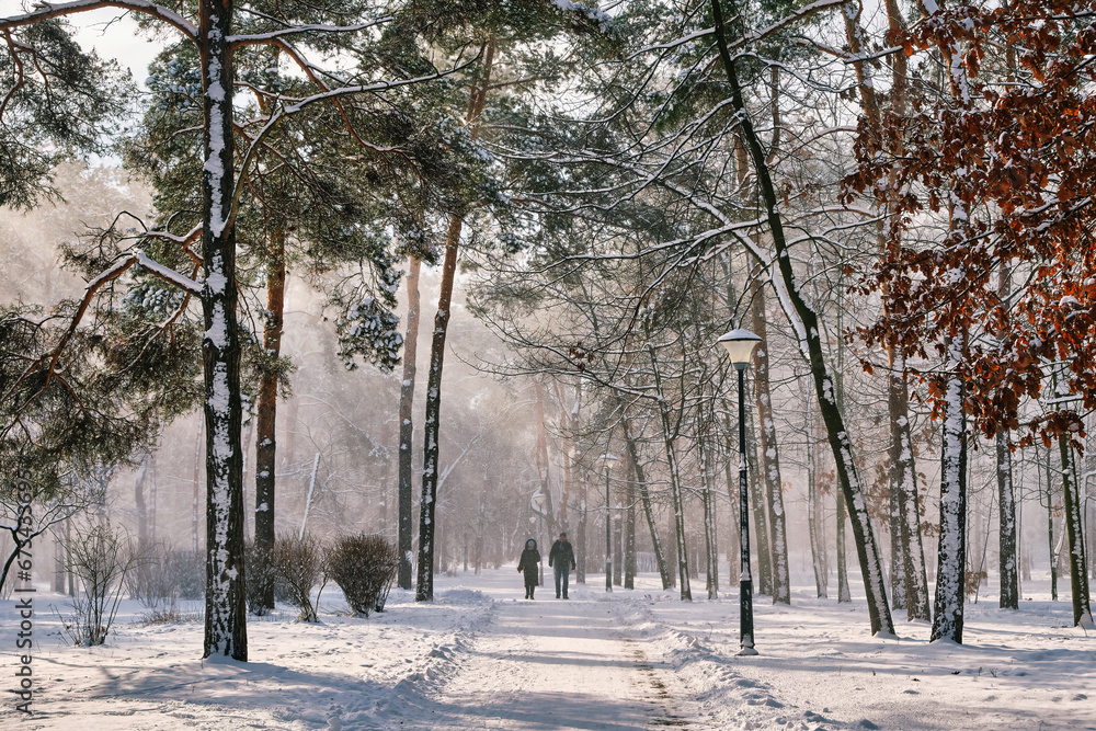 Winter Wonderland: Sunlit Snowfall Amidst Pine Trees Winter Wonderland: Sunlit Snowfall Amidst Pine Trees