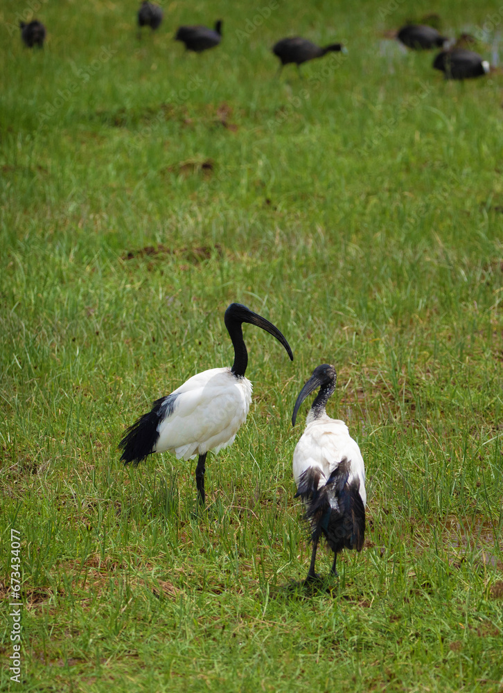 Fototapeta premium african black mand white sacred ibis in nature