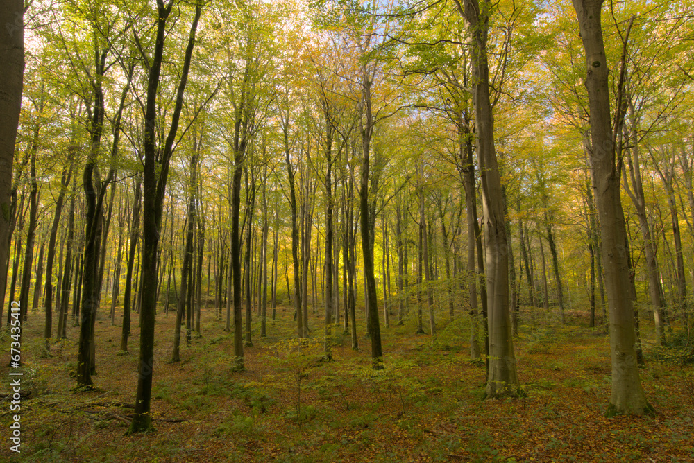 Broadleaved beech woodland in autumn Broadleaved beech woodland in autumn