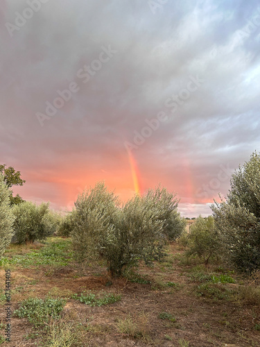 Rainbow Over Olive Grove  Nature s Palette in the Countryside