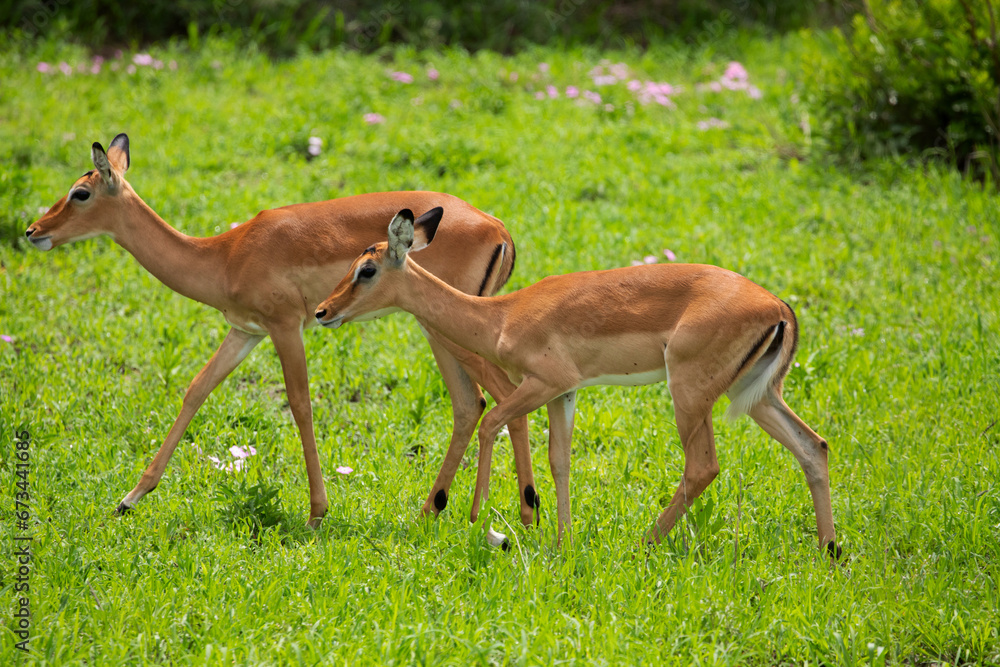 Grant's gazelle male buck closeup in park Tanzania Grant's gazelle male buck closeup in park Tanzania